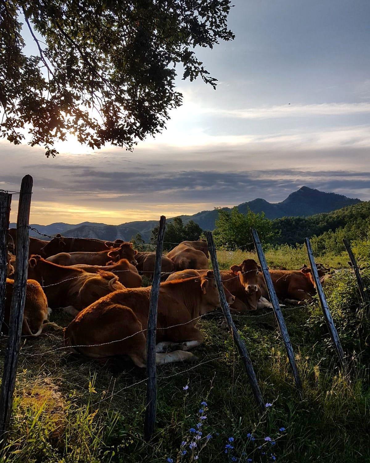 Agriturismo Il Falco del Monte Fumaiolo Alfero Esterno foto